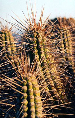 Kaktus, nebo nakl�da�ky?